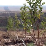 Уникальный сад разбили аграрии ЮКО на залежных землях