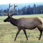 Восемь бухарских оленей выпустят природоохранники на волю в 2012 году