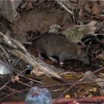 Мусорный полигон перенесли в центр города