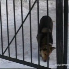 От бешенства в Шымкенте умер 3-летний ребенок