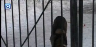 От бешенства в Шымкенте умер 3-летний ребенок