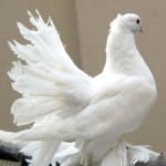 20 белых голубей выпустят в небо Шымкента 12 ноября