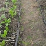 В Южном Казахстане 50 000 га земель будет переведено на капельное орошение