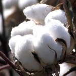 Хлопкоробы Южного Казахстана завершили уборку хлопка-сырца