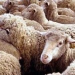 В ЮКО открылось новое предприятие по первичной переработке шерсти