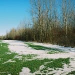 Сильные морозы могут повредить озимые зерновые на юге Казахстана