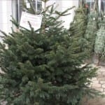 Способ продлить жизнь зеленой елки