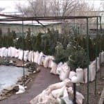 В Шымкент к Новому году завезли живые елки. Правда, цены «кусаются»