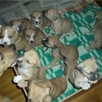 Шымкентцам придется платить за любовь к животным