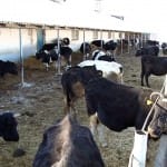 По итогам года Корпорация Атамекен признана лучшим хозяйством