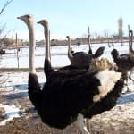 Ферма страусов в Южном Казахстане признана успешным бизнес-проектом