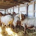 Вспышка инфекционной болезни зафиксирована у овец в Южном Казахстане