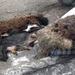 Ветеринары Шымкента намерены навести чистоту на улице Алдиярова, где продают шкуры животных