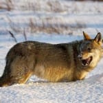 Волк напал на скот в Туркестане