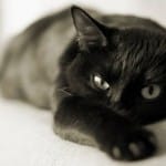 Заводить кошку с детства полезнее для здоровья, считают ученые