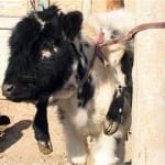 В Сайрамском районе живет теленок, у которого шесть ног и три рога