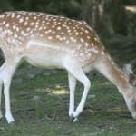 Олени и лани переехали из дендропарка в зоопарк