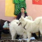 Правила, лишающие прав. Шымкентцы возмущены новыми правилами содержания кошек и собак