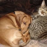Кошка с собакой