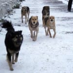 Стаи бродячих собак нападают на жителей Махтааральского района ЮКО