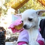 10-летнего мальчика в поселке Кайтпас-2 укусила собака