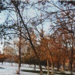 Как меркнет прекрасная аллея из-за…