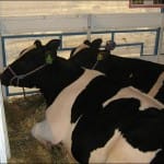 Вспышка ящура зарегистрирована на юге страны. Карантин объявлен в селах двух областей