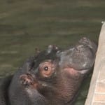 В Шымкентском зоопарке скорбят о гибели своего любимца бегемота Турсын