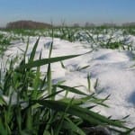 От паводков в Южном Казахстане пострадали посевы озимых