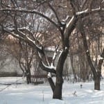 Конец февраля — для дачников время браться за лопату