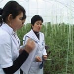 Овощи с собственных грядок скоро будут есть ученики многих школ Шымкента