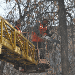 В Шымкенте начали проводить реставрацию деревьев