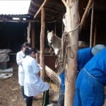 В Шымкенте началась вакцинация крупно-рогатого скота от 9 болезней