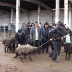 Скотный рынок Шымкента работает с грубыми нарушениями. Это выяснили депутаты