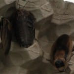 Тараканов, улиток и кузнечиков завезли в Шымкент из Алматы