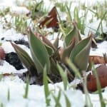 Осадки, туманы и понижение температуры ждут южан в праздничные мартовские дни