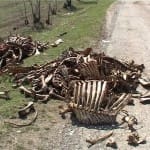 Дорогу в микрорайоне Курсай Шымкента южане превратили в скотомогильник