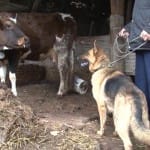 Полицейская собака Альфа задержала скотокрадов