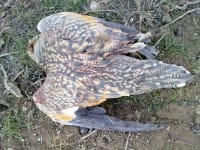 323 тысячи тенге заплатили охотники ЮКО за подстреленного краснокнижного рябка