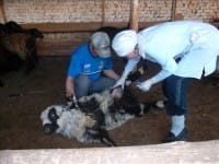 254 жителя Южного Казахстана обратились к врачам с жалобами на укусы клещей