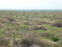 На сегодняшний день высажено 30 тысяч молодых деревьев