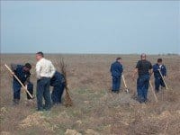 Клен, ясень, акация и карагач окружают Шымкент