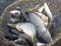 В Южном Казахстане браконьеры глушили рыбу электрическим током