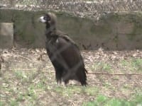 В международный день птиц зоопарк Шымкента распахнул двери для гостей