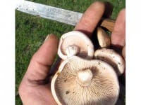 Вперед, на грибалку! Как южноказахстанцы ходят за грибами