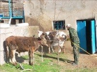 В Шымкенте началась дезинфекция от разносчиков конго-крымской лихорадки