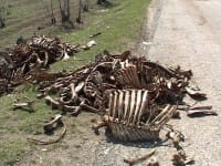 Скотомогильник в микрорайоне Курсай уничтожили, останки животных сожгли