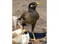 Птицы, как люди. Пернатые обитатели города Шымкента