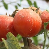 Овощи из Туркестанской области отправляют на экспорт