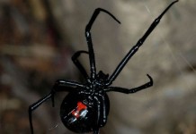 Кто вас может укусить?